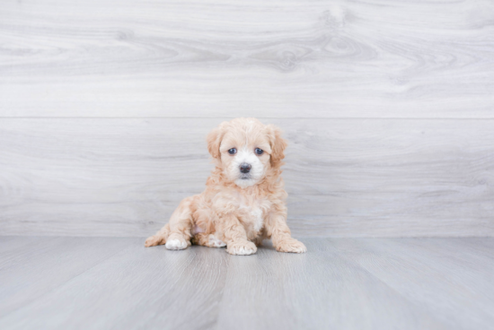 Playful Maltepoo Poodle Mix Puppy