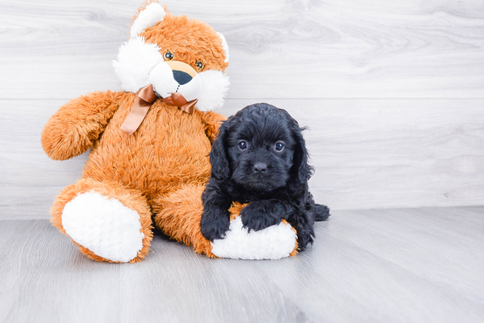 Playful Cavoodle Poodle Mix Puppy