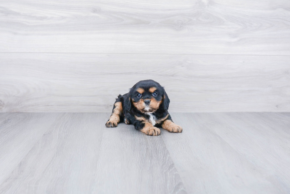 Playful Cavalier King Charles Spaniel Baby