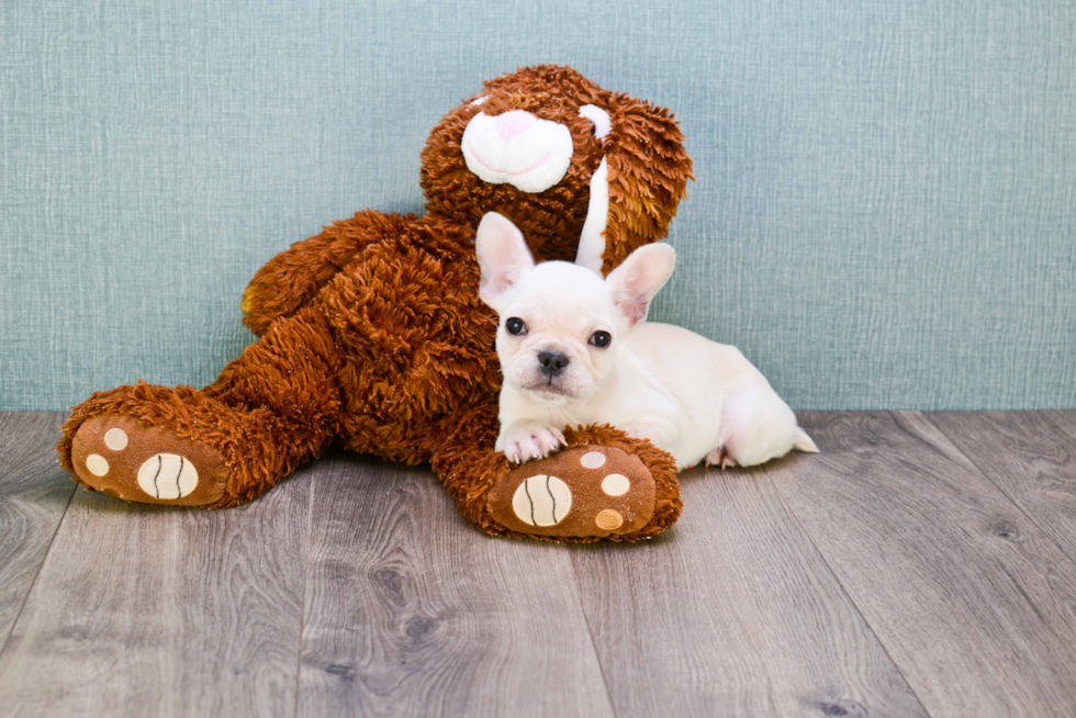 French Bulldog Pup Being Cute