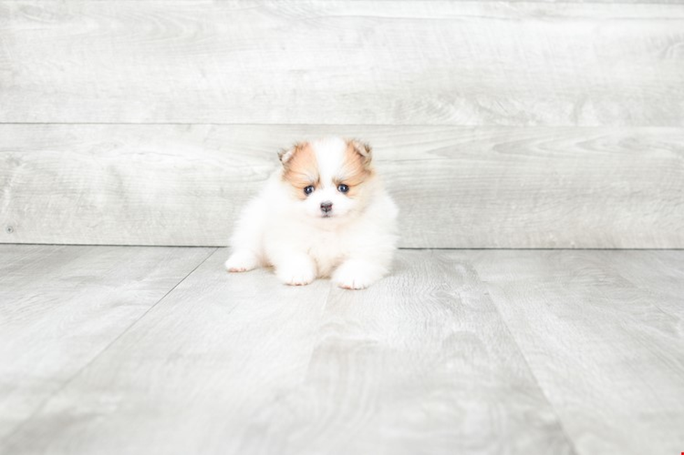 Akc Registered Pomeranian Baby