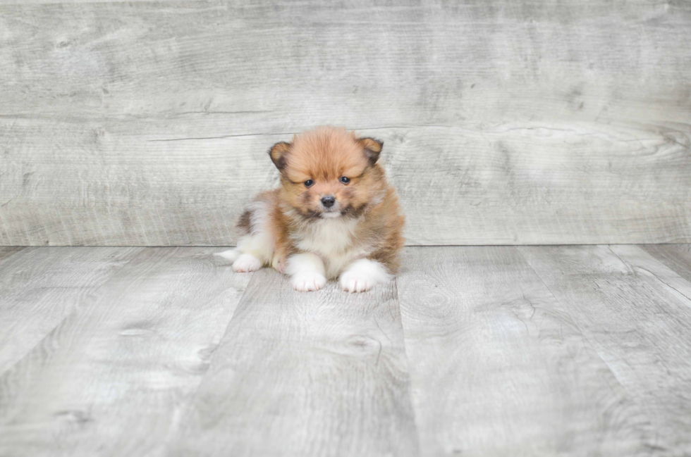 Adorable Pomeranian Purebred Puppy