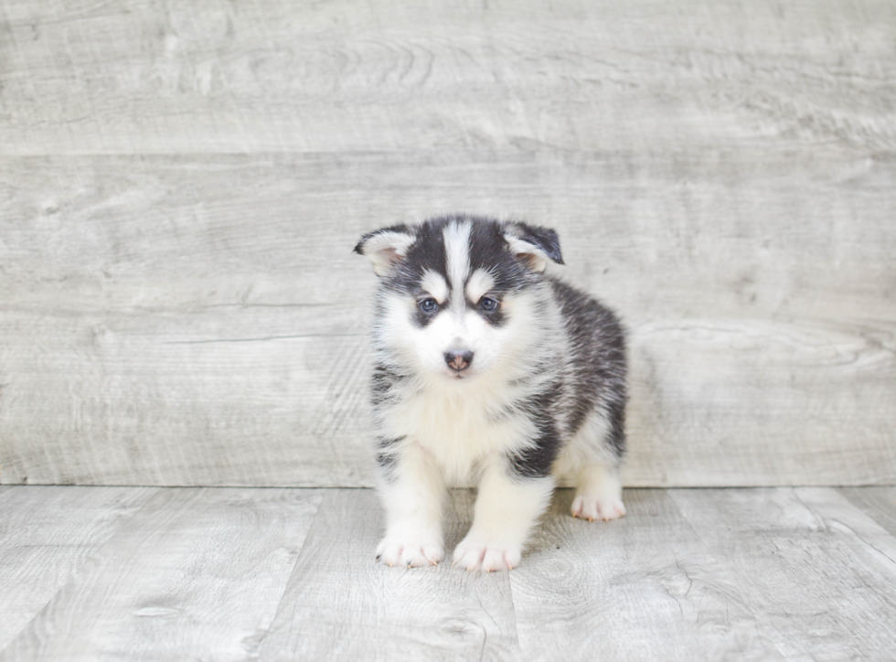 Small Pomsky Baby