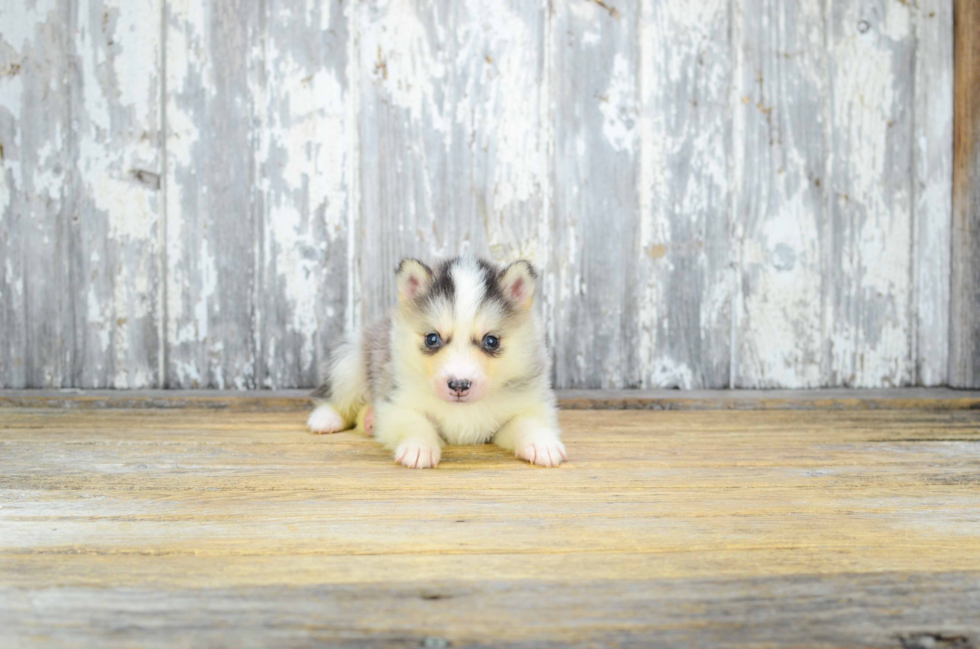 Small Pomsky Baby