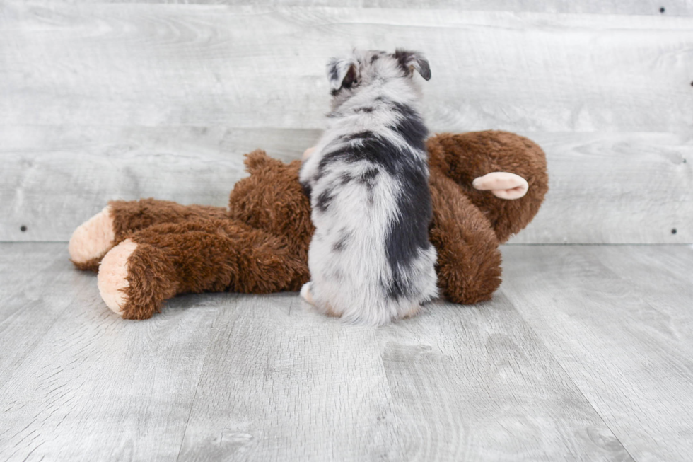 Funny Mini Aussiedoodle Poodle Mix Pup