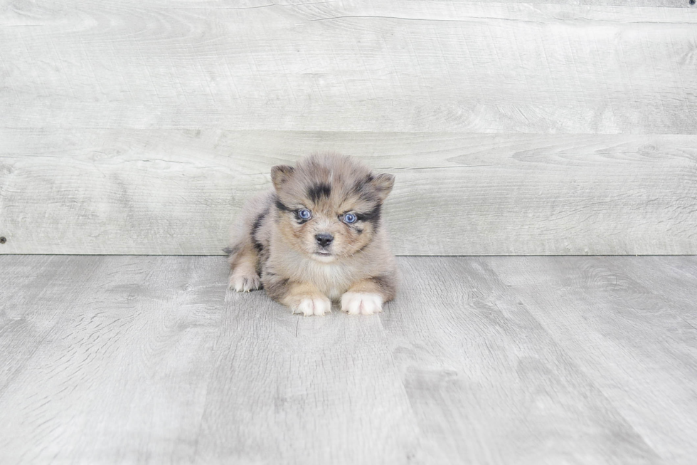 Happy Pomsky Baby