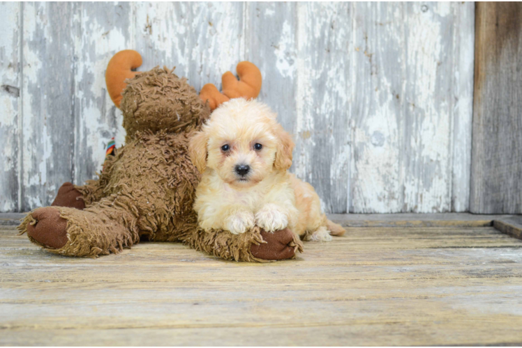 Funny Cavapoo Poodle Mix Pup