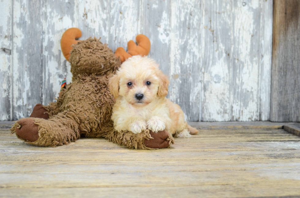 Funny Cavapoo Poodle Mix Pup