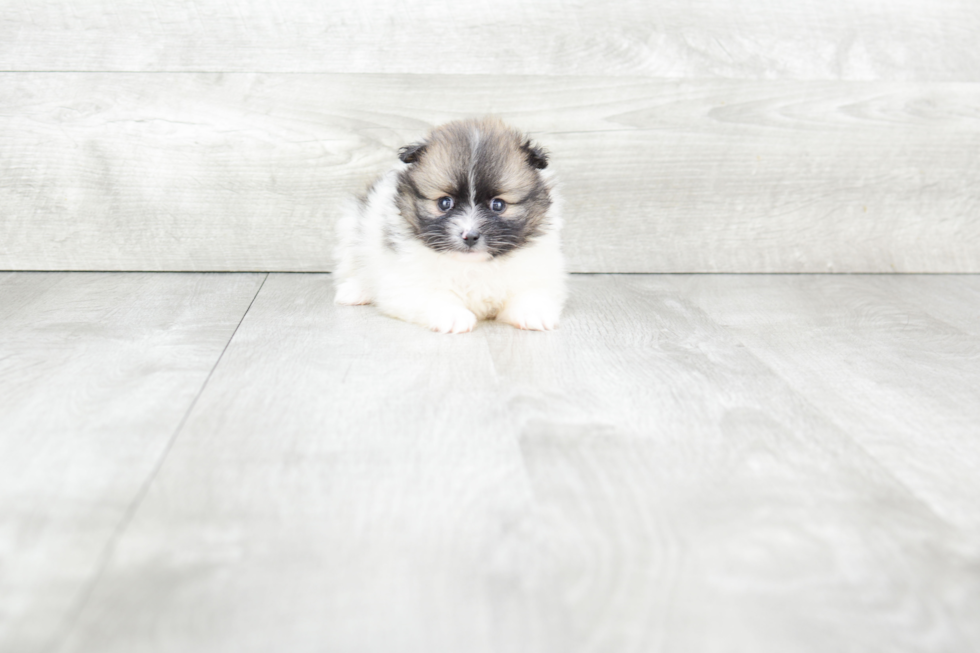 Pomeranian Puppy for Adoption