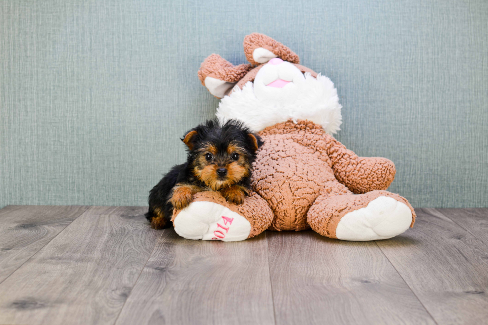 Meet Timmy - our Yorkshire Terrier Puppy Photo 