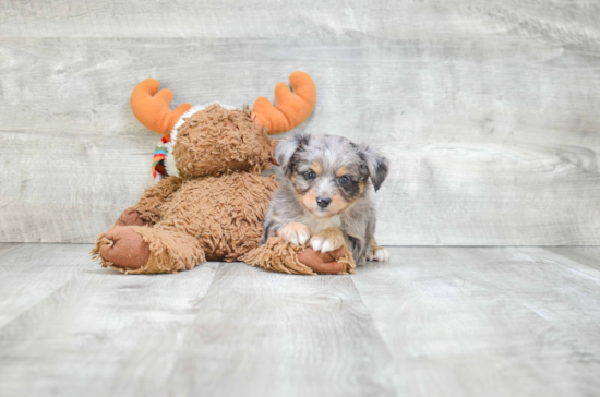 Mini Aussiedoodle Pup Being Cute