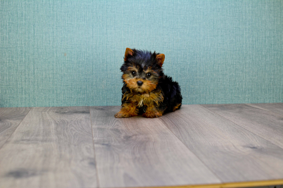 Meet Beckham - our Yorkshire Terrier Puppy Photo 