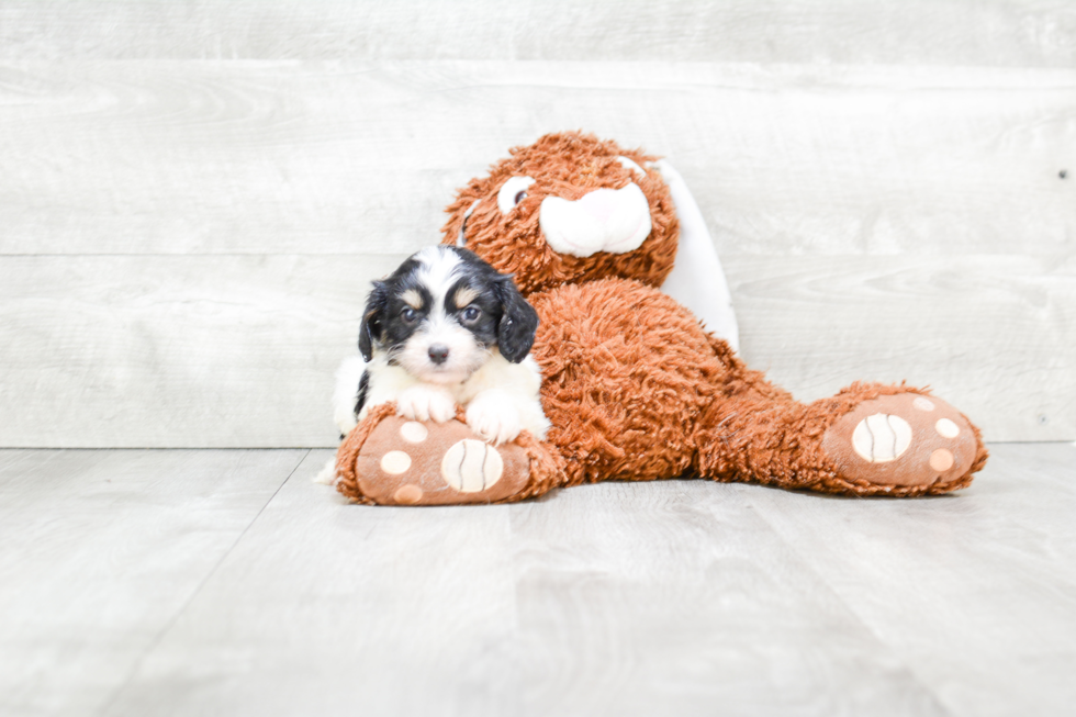 Smart Cavachon Designer Pup