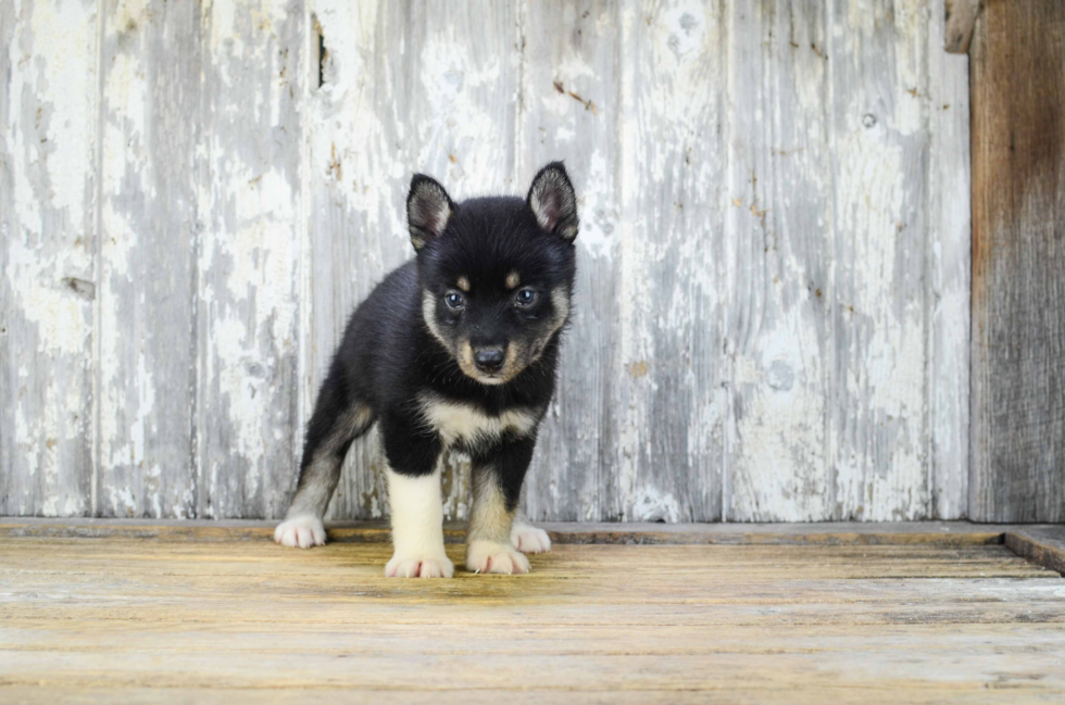 Friendly Pomsky Baby