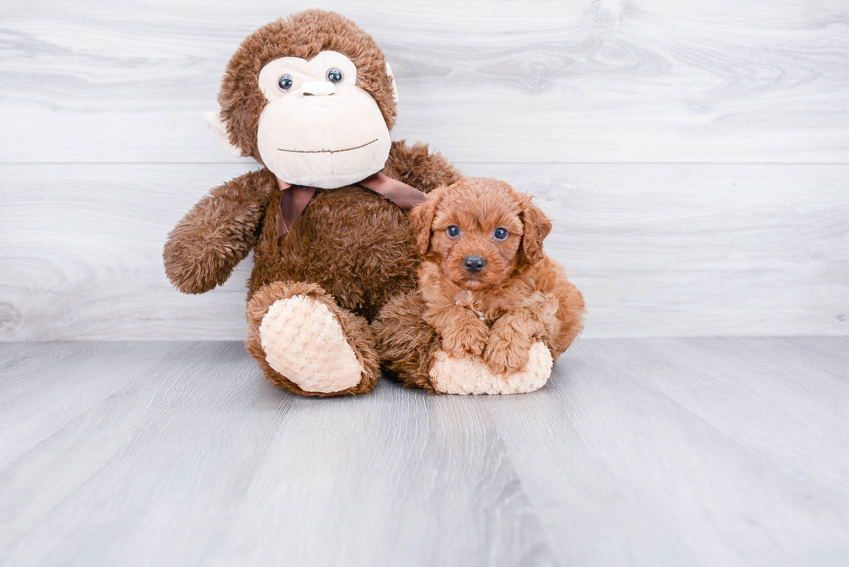 Cavapoo Puppy for Adoption