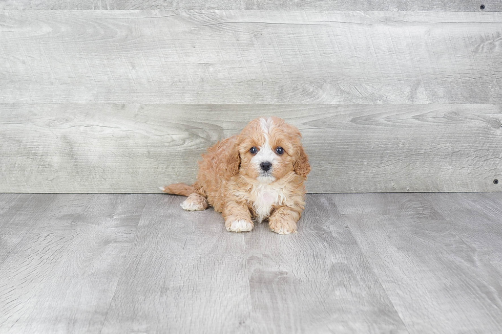 Smart Cavapoo Poodle Mix Pup