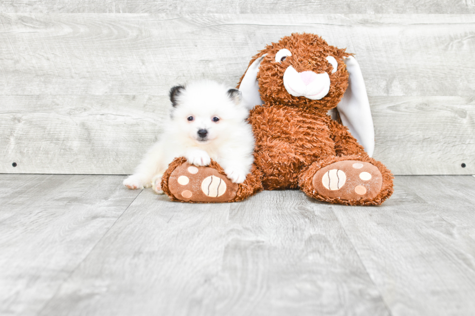 Pomeranian Pup Being Cute