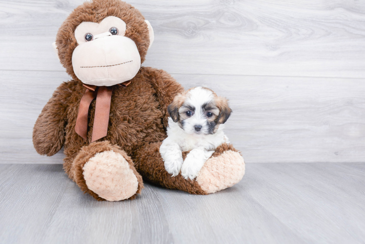 Teddy Bear Puppy for Adoption