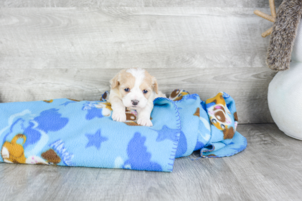 Cavachon Pup Being Cute