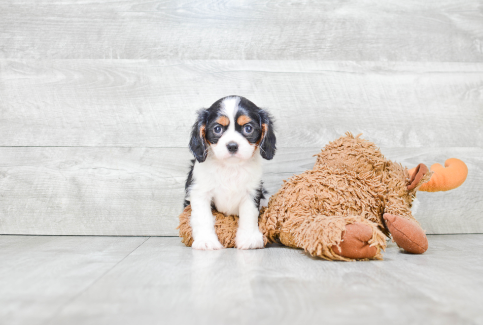 Sweet Cavalier King Charles Spaniel Purebred Puppy