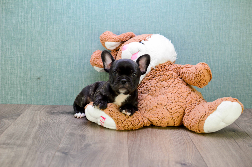 Little French Bulldog Purebred Pup