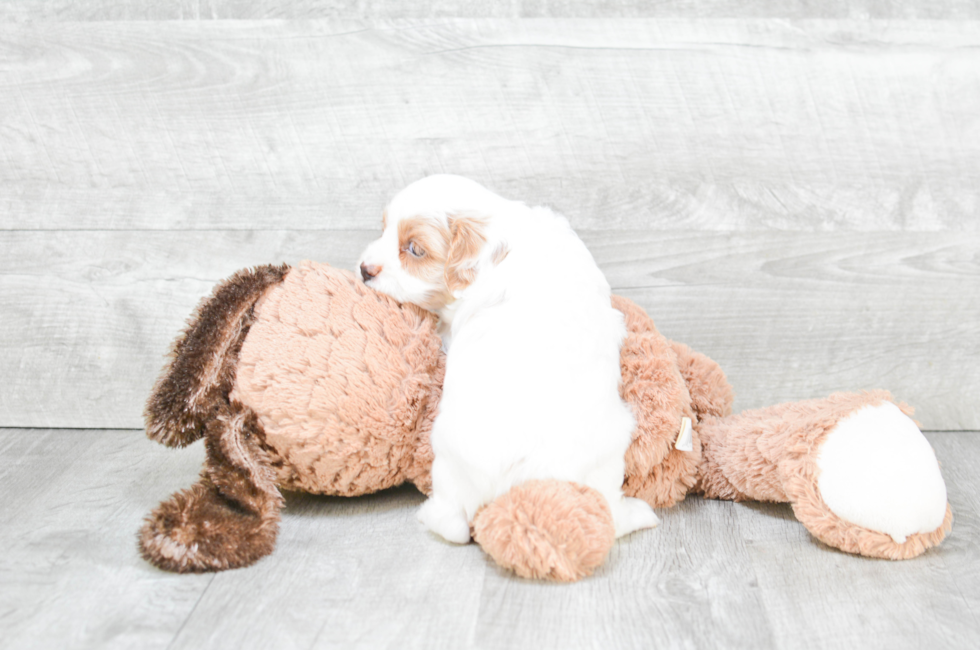 Best Cavapoo Baby