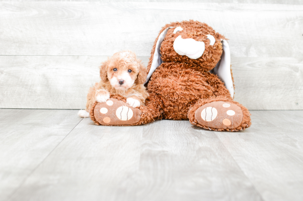 Energetic Pudle Purebred Puppy