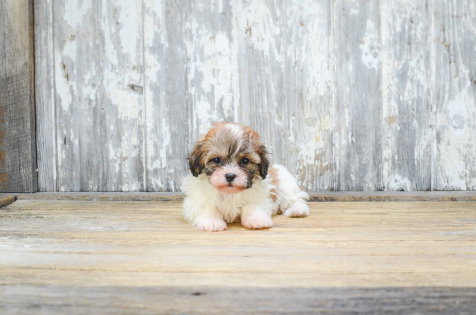 Teddy Bear Pup Being Cute