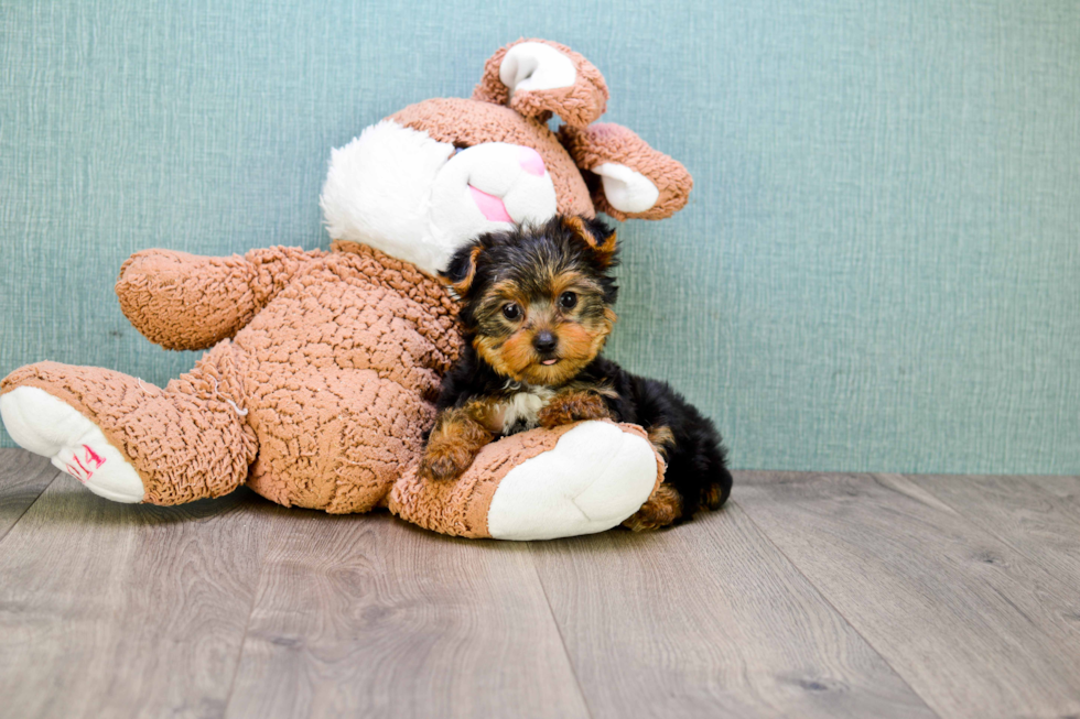 Meet Bella - our Yorkshire Terrier Puppy Photo 