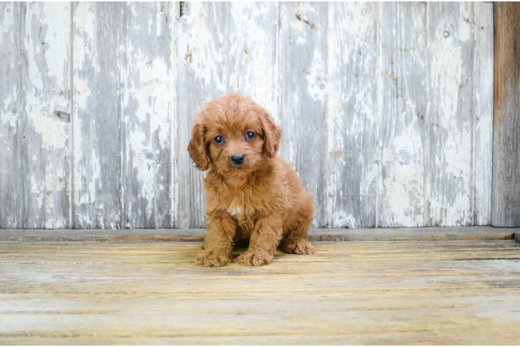 Cavapoo Pup Being Cute