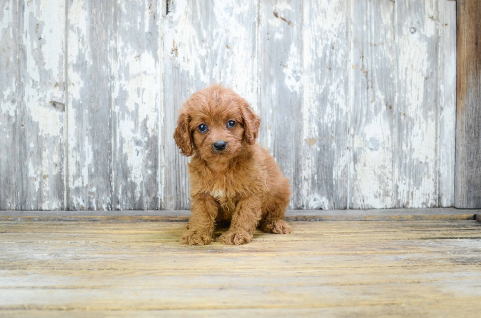 Cavapoo Pup Being Cute