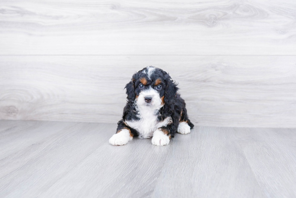 Mini Bernedoodle Puppy for Adoption