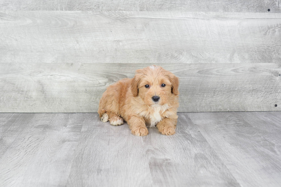 Cute Mini Bernedoodle Baby