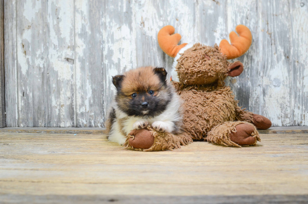 Pomeranian Pup Being Cute