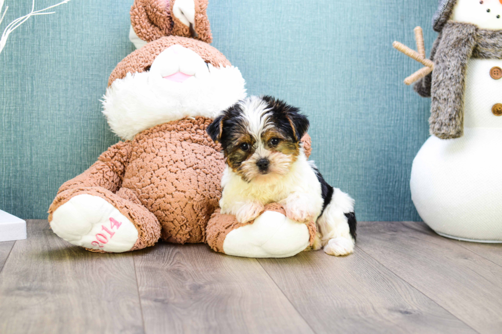 Meet Teacup-Beyonce - our Yorkshire Terrier Puppy Photo 