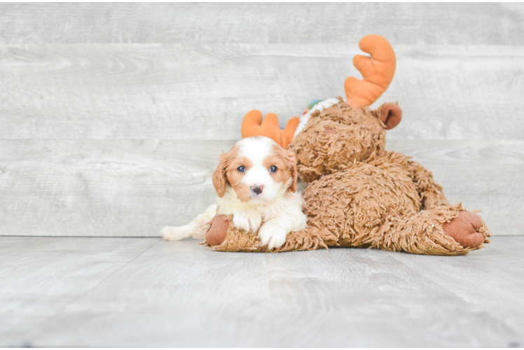 Cavalier King Charles Spaniel Pup Being Cute