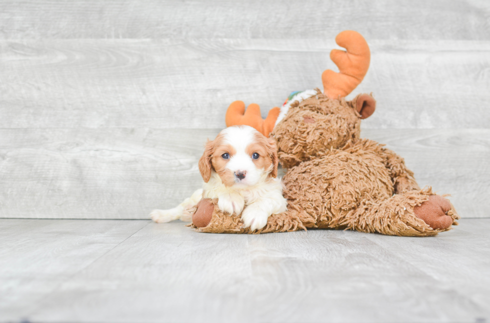 Cavalier King Charles Spaniel Pup Being Cute