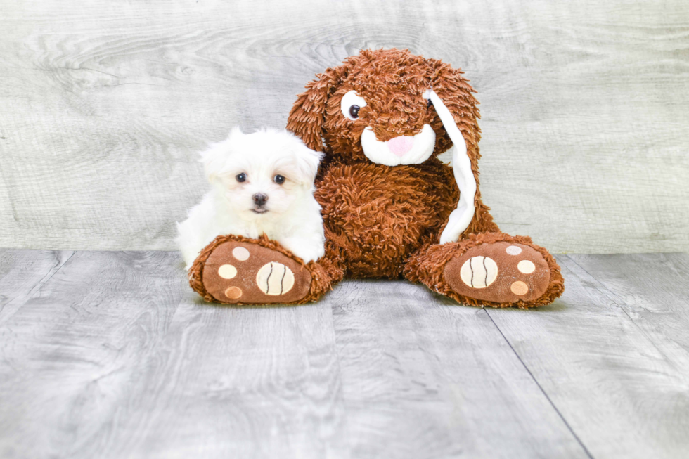 Cute Maltipoo Baby