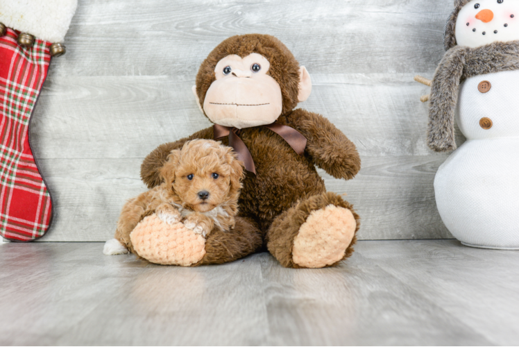 Maltipoo Pup Being Cute