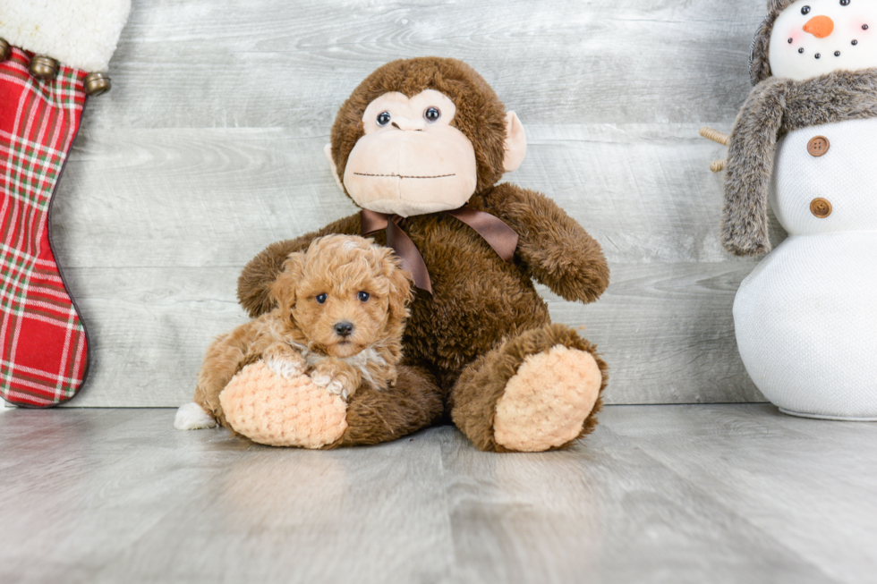 Maltipoo Pup Being Cute