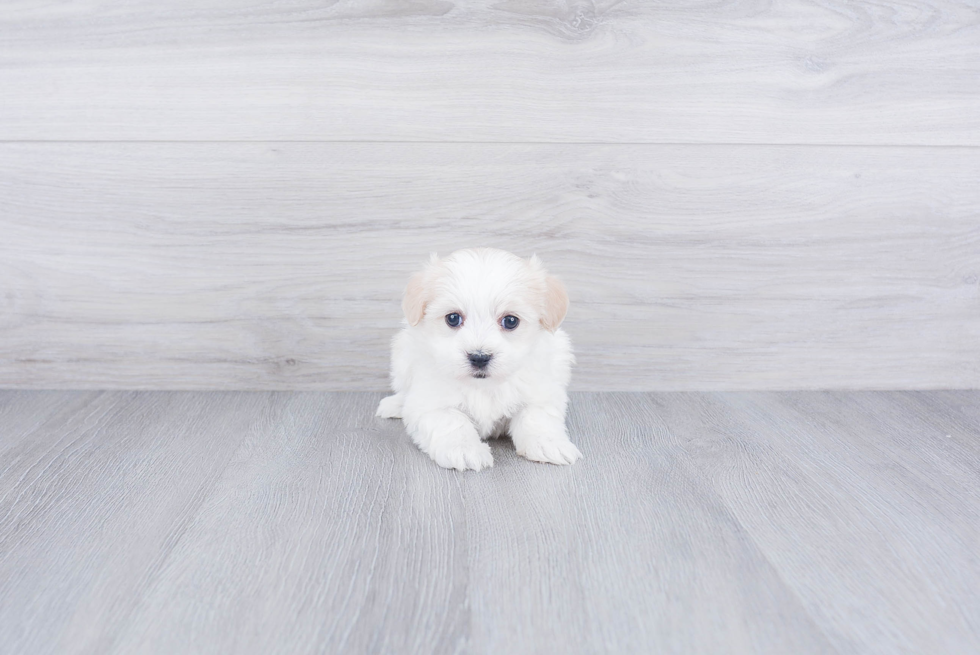 Havanese Puppy for Adoption