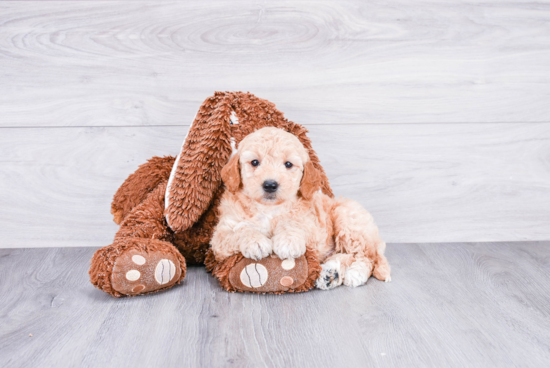 Little Golden Retriever Poodle Mix Puppy