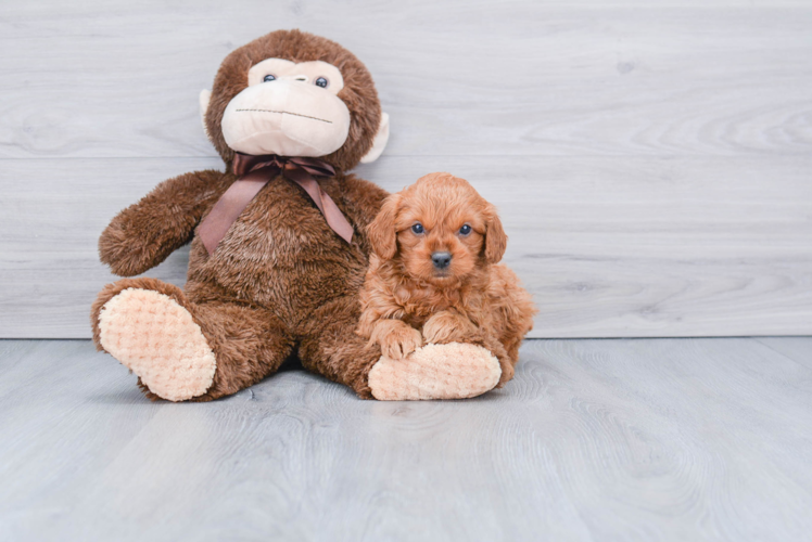 Sweet Mini Goldendoodle Baby