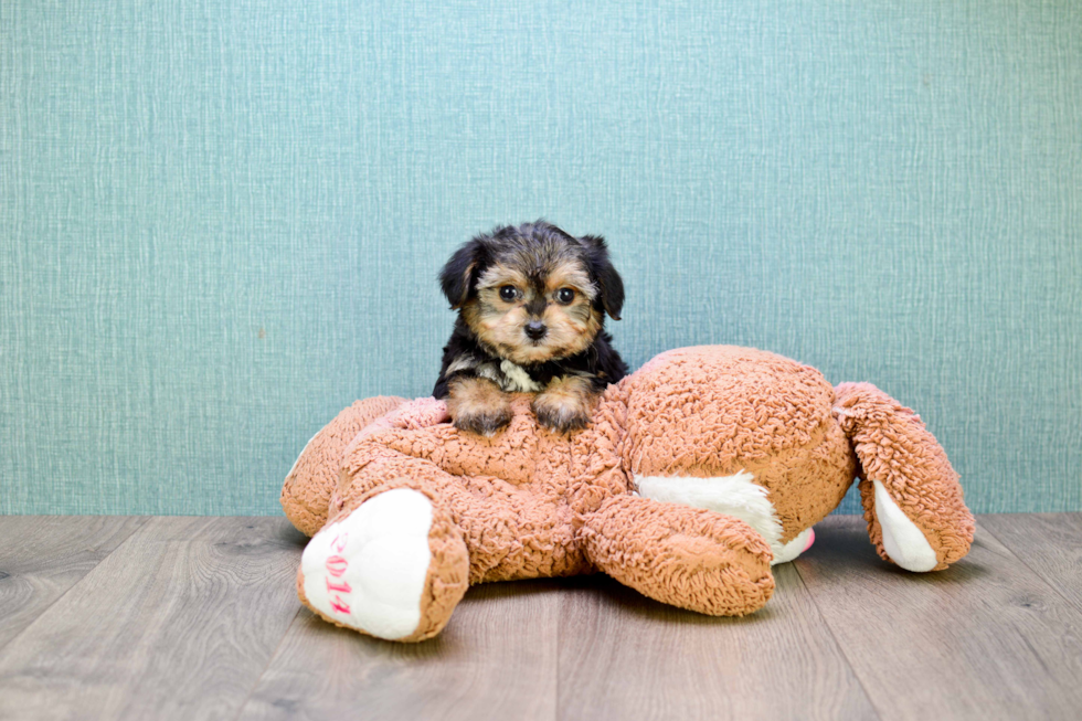 Petite Morkie Designer Pup