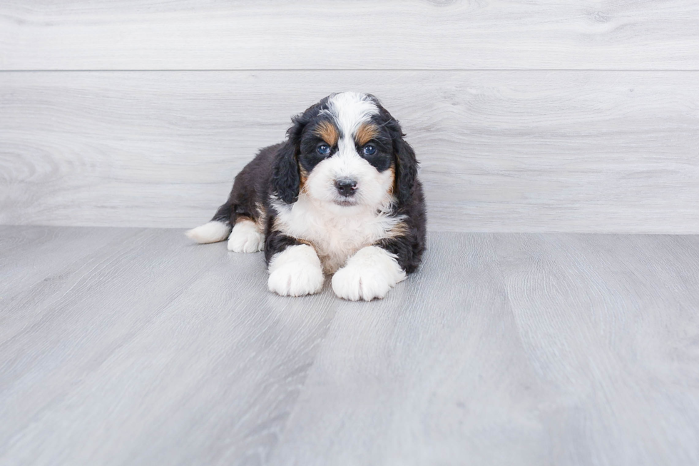 Mini Bernedoodle Puppy for Adoption