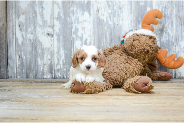 Best Cavapoo Baby