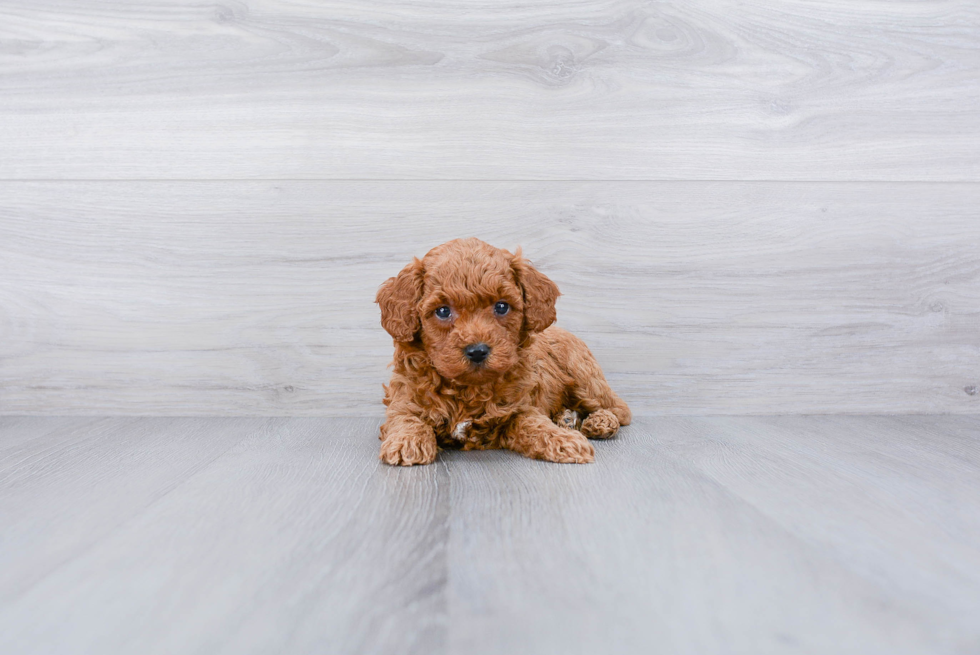 Mini Goldendoodle Pup Being Cute