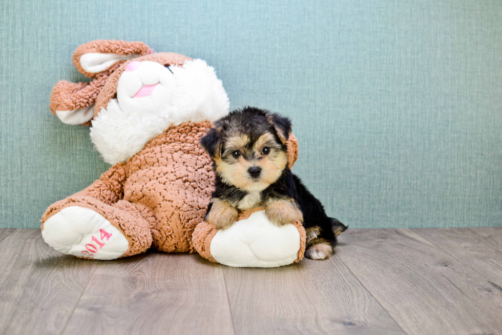 Funny Havanese Baby