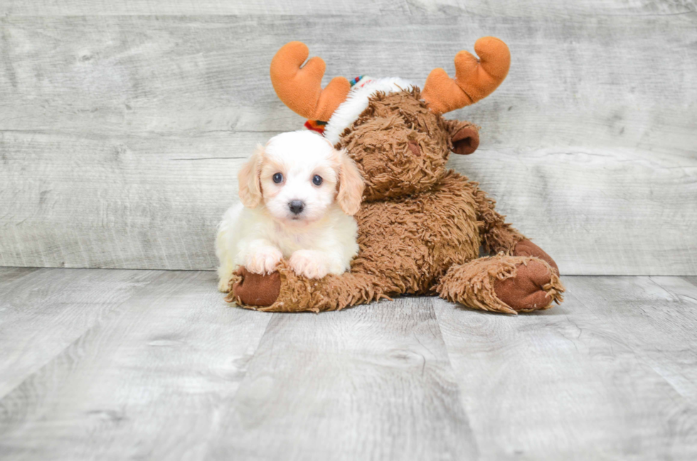 Cavachon Puppy for Adoption