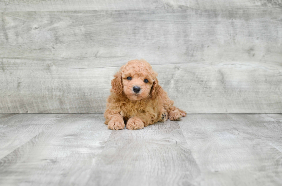 Best Mini Goldendoodle Baby